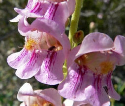 SHIPPED FROM US 600 Pink Palmer&#39;s Penstemon Palmeri Flower Seeds, LC03 - £11.99 GBP