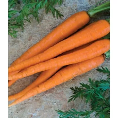 Carrot Imperator 58 Great Heirloom Vegetable 1,300 Seeds Garden Fresh USA Shippi - £10.23 GBP