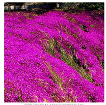 200 Seeds Rock Cress Creeping Thyme Bonsai Multi Color Perennial Flower ... - $11.18