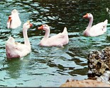 Geese at Yang-Ming Park Taipei City Taiwan China UNP Chrome Postcard L10 - $6.88