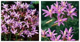 50 Seeds Brodiaea californica Babylon Flowers Garden - £27.92 GBP