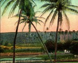 Rice and Taro Fields HI Hawaii Island Curio Company 1910s DB Postcard UN... - $11.83