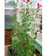Sweet Pea Winter Sunshine. Winter Flowering Type….Outside Or Greenhouse Fresh Ga - $8.77
