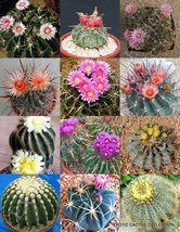 FEROCACTUS MIX rare flowering cactus exotic cacti desert succulent seed 20 seeds - £7.16 GBP