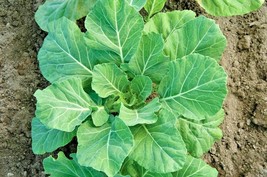 Grow In US 600 Champion Collard Greens Seeds Spring Fall Vegetable Patio - £7.25 GBP