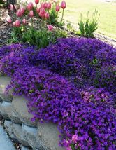 50 Seeds Purple Rockcress Flower - $9.88