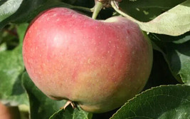 25+ Ontario Apple Seeds for Garden Planting  - $8.77