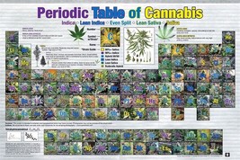 Periodic Table Of Cannabis Poster Weed Marijuana - $165.67 MXN