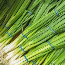 Evergreen White Bunching Onion Seeds Scallions NON-GMO Heirlom  - £7.18 GBP