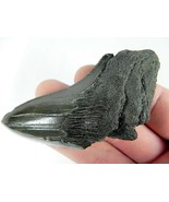MEGALODON SHARK TOOTH PARTIAL FOSSIL GIANT GENUINE PREHISTORIC MEG REAL ... - $23.71