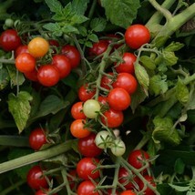 50 Tomato Candyland Red Currant Flower Seeds - £18.41 GBP