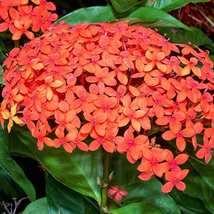 Live Plant Ixora Maui Red Live Plant 3 To 5 Inches Tall - Gardening - £27.17 GBP