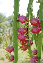 ﻿FREE SHIPPING BABY CACTUS DRAGON FRUIT TREE 5&quot; LIVE PLANT  - £22.24 GBP