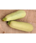 RD 25+ Cousa Squash Seeds for Garden Planting  - $95.95 MXN