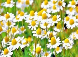 2000+ Seeds Common German Chamomile Tea Chamomile Wild Chamomile Annual Herb - £10.30 GBP