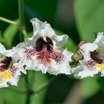 Catalpa Bignonioides Cigar Or Fish Bait Tree Southern Catalpa 10 Seeds F... - $22.80