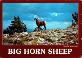 Big Horn Mountain Sheep (Ram) at Sandia Mountains - £5.26 GBP