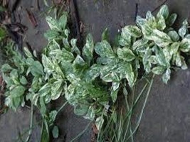 Variegated Plantain (plantago major variegata) - 10 seeds - $4.99