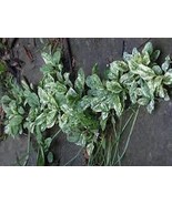 Variegated Plantain (plantago major variegata) - 10 seeds - $4.99
