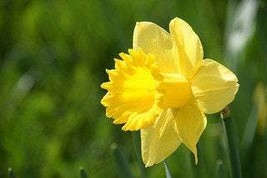 Wild Daffodil 50 bulbs,Lent Lily (NARCISSUS PSEUDONARCISSUS - $23.95