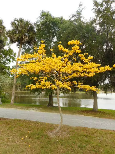 FG Yellow Tabebuia Golden Trumpet Tree Seeds - Paks of 25 each - Fresh/R... - $9.93