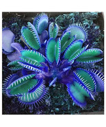 Flytrap Garden Potted Blue Insectivorous Plant, 100 Seeds - $12.19