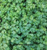 Wild West Organics Lush Organic Cilantro Seeds (Coriander) - £10.19 GBP