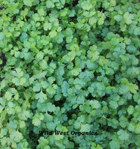 Wild West Organics Lush Organic Cilantro Seeds (Coriander) - £9.85 GBP