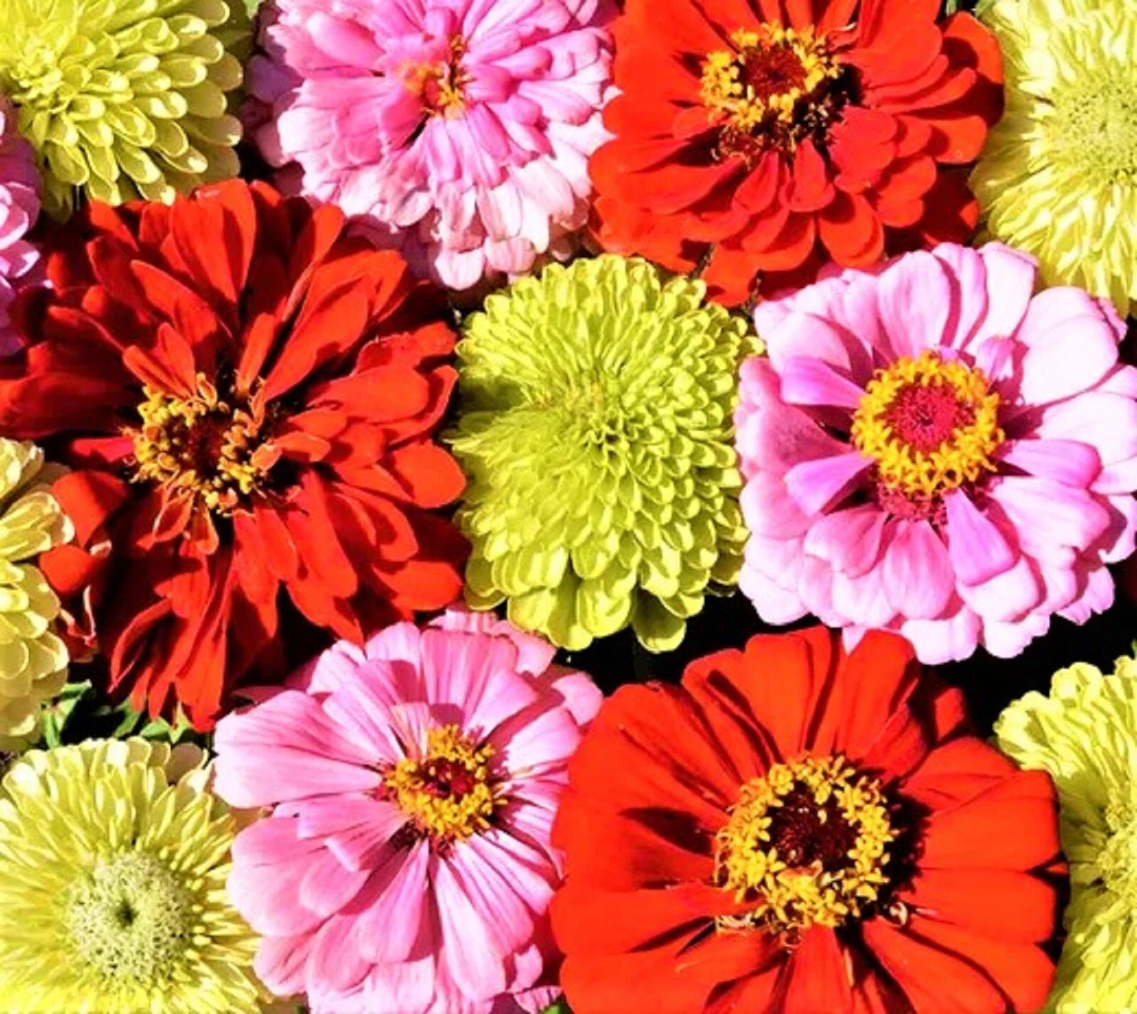 Pink Lemonade Zinnia Seed Mix 100+ Seeds NON-GMO  - $3.89