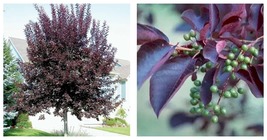 8-14&quot; Tall Live Plant, 3&quot; Pot - Canada Red Choke Cherry Tree - Prunus vi... - $84.99