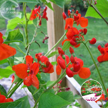 Fresh New Runner Bean Scarlet Phaseolus Coccineus Flower 15 - £20.96 GBP