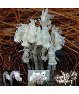 10 Seeds Monotropa Uniflora Indian Pipe Cheilotheca Humilis W White Flow... - $7.11