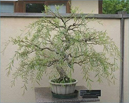 Bonsai Dragon Weeping Willow Tree - Thick Trunk Cutting - $51.81 CAD