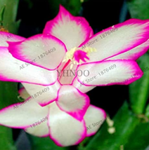 100 pcs/bag Schlumbergera Flores Christmas Cactus plantas,Bonsai Plant for Home  - £6.67 GBP