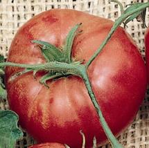 35 Seeds Trip L Crop Heirloom Tomato Seed - £22.07 GBP