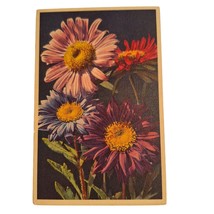 Postcard China Aster Floral Flowers Chrome Unposted - $6.92