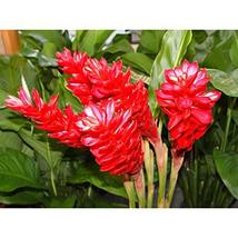 Hawaiian Red Ginger Plant Root (Pack of 10) Grow Hawaii - $169.88