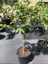 Grafted Pink Guava Tree. 4-5 Feet Tall. 7g - £103.67 GBP