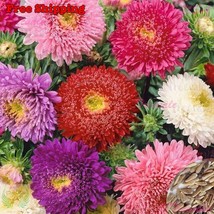 Sea Star Mix Powder Puff Chinensis China Aster Flower Bulk Seeds - $197.09 MXN