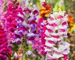 Snapdragon Fairy Bouquet Flower Seed Mix Nongmo Fresh Harvest Fast Shipping - $8.99