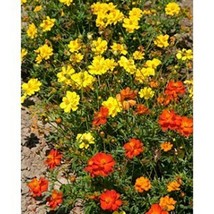 HS Cosmos Sulpher Mix 100 Seeds  - £4.76 GBP