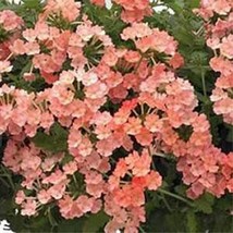 GUNEL Verbena Apricot 50 Seeds - $8.00