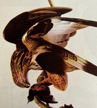 Rough Legged Hawk Bird Print 1946 Color Art John James Audubon Nature DWV2E - $39.99