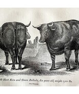 Short Horn Ox And Devon Bull 1863 Victorian Agriculture Animals Art DWZ4A - €43,05 EUR Short Horn Ox And Devon Bull 1863 Victorian Agriculture Animals Art DWZ4A - €43,05 EUR