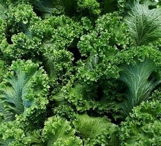AD Southern Giant Curled Mtard Seeds 500 Heirloom Non Gmo Home Garden - $13.26