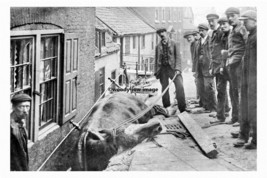 pt4565 - Whitby , Dead Horse lying in the road , Yorkshire - print 6x4 - $3.00