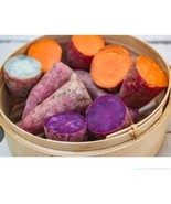 Sweet potato Slips ( 15 Slips ) Red Skin White Murasaki Purple - $92.99 CAD