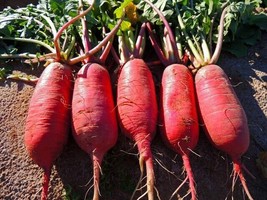 China Rose Radish Seeds 200 Ct Sprouting Vegetable Microgreen Fresh Gard... - $3.90