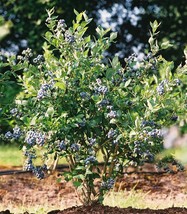 Mini Blues Blueberry Bush Live Plant 2.5 Qt USA Seller - $62.98