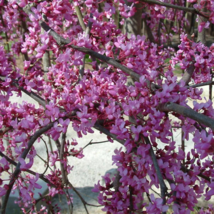 Eastern Redbud qt pot (Cercis canadensis) image 2